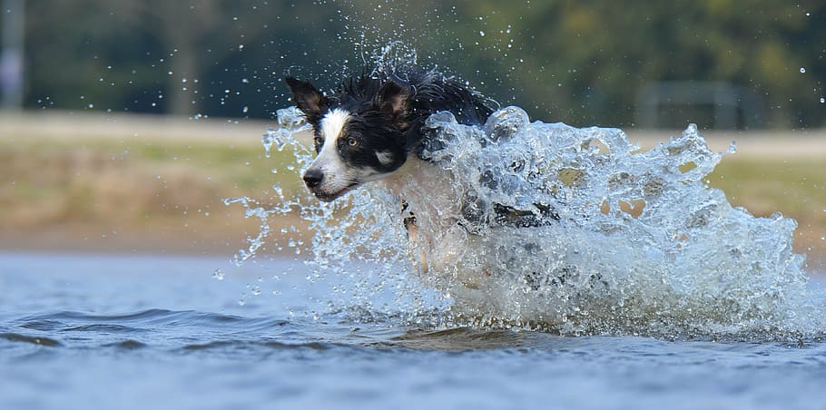 border collie, berlari, tubuh, air, siang hari, lompat, anjing gembala inggris, musim panas, anjing, cipratan