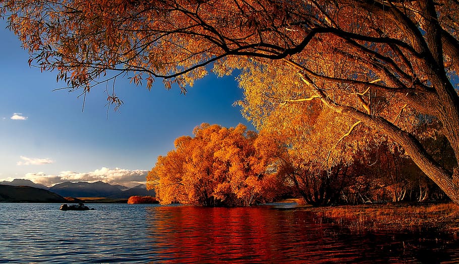 laranja, foto da árvore, dia, nova zelândia, lago tekapo, reflexões, paisagem, cênico, outono, colorido