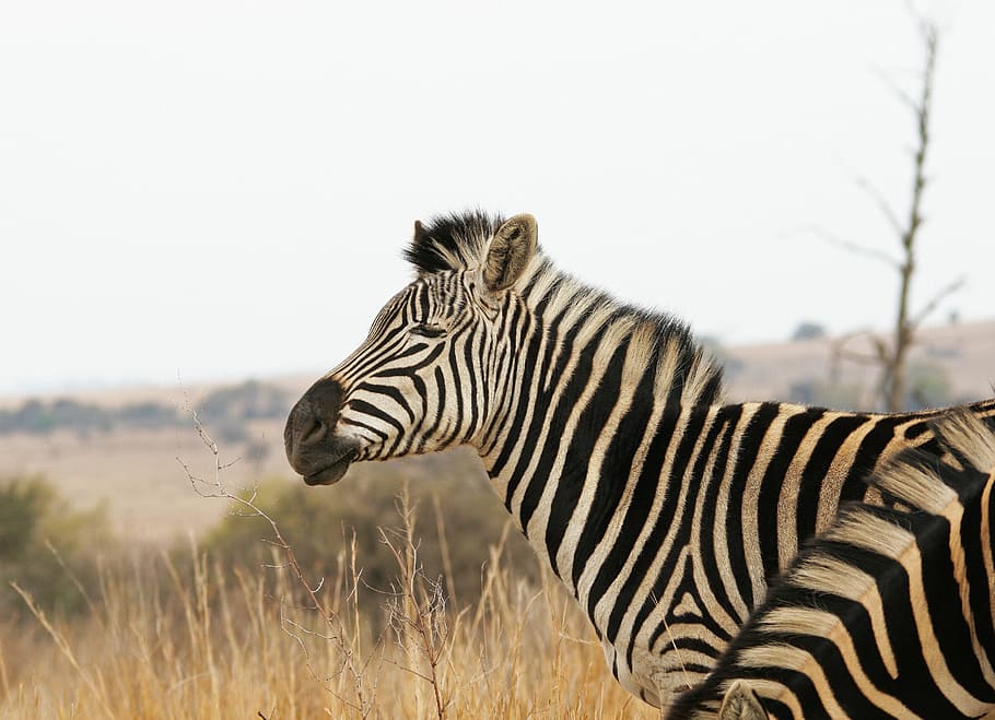 Zebra, Animal, Mammal, Game, Wildlife, nature, grass, veld, africa, animal wildlife