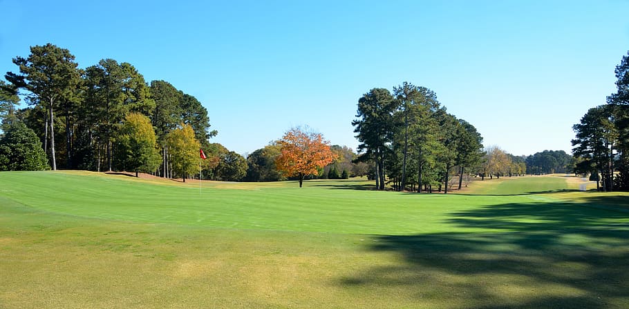 golf, grass, tee, nature, course, hole, tree, putt, landscape, golfer