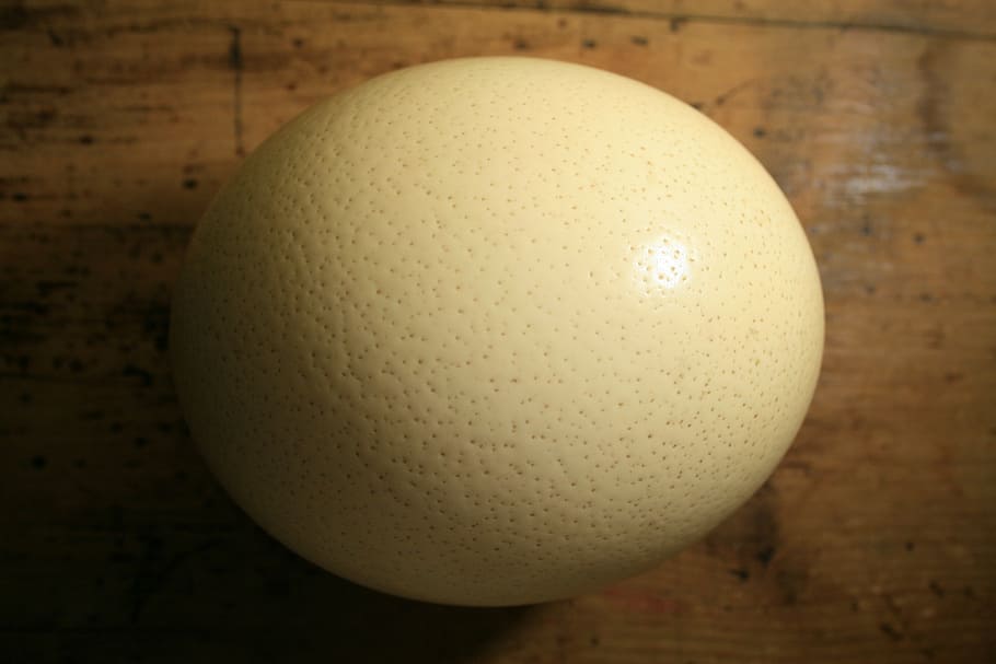 ostrich egg, shell, egg, ostrich, buff, dimpled, strong, food, indoors, food and drink
