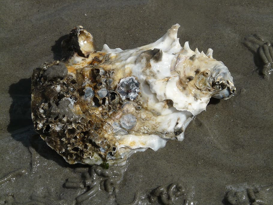 Pacific Oyster, Shell, oyster, crassostrea pacifica, crassostrea gigas,  animal, creature, nature, sea, animal themes | Pxfuel