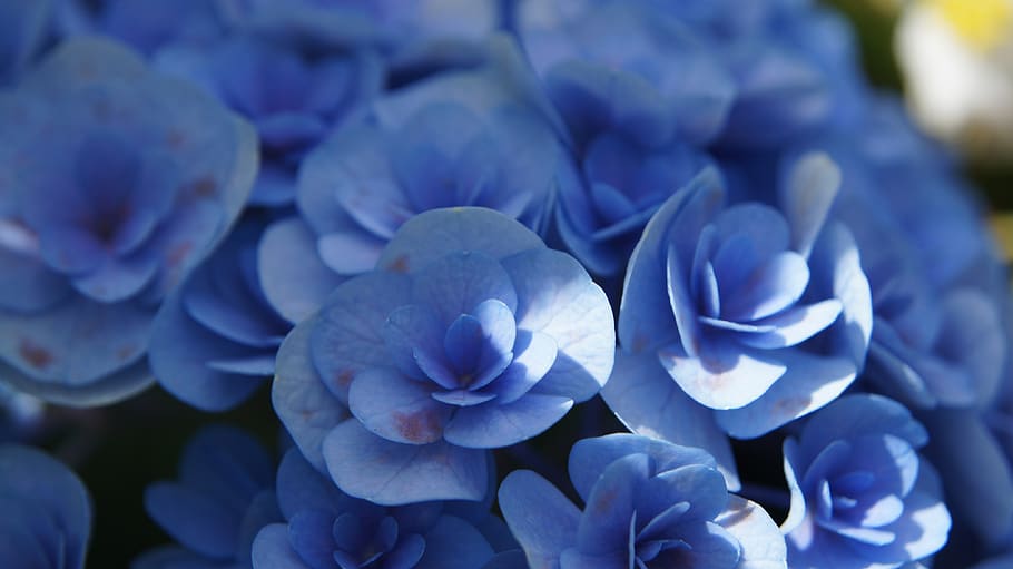 hortensia, flores azules, flor, jardín, naturaleza, hermosa, flora, planta floreciendo, frescura, pétalo
