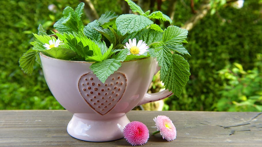 planta em vaso verde, ervas, folhas, flores, xícara de chá, coração, margarida, saudável, abençoe, desintoxicação