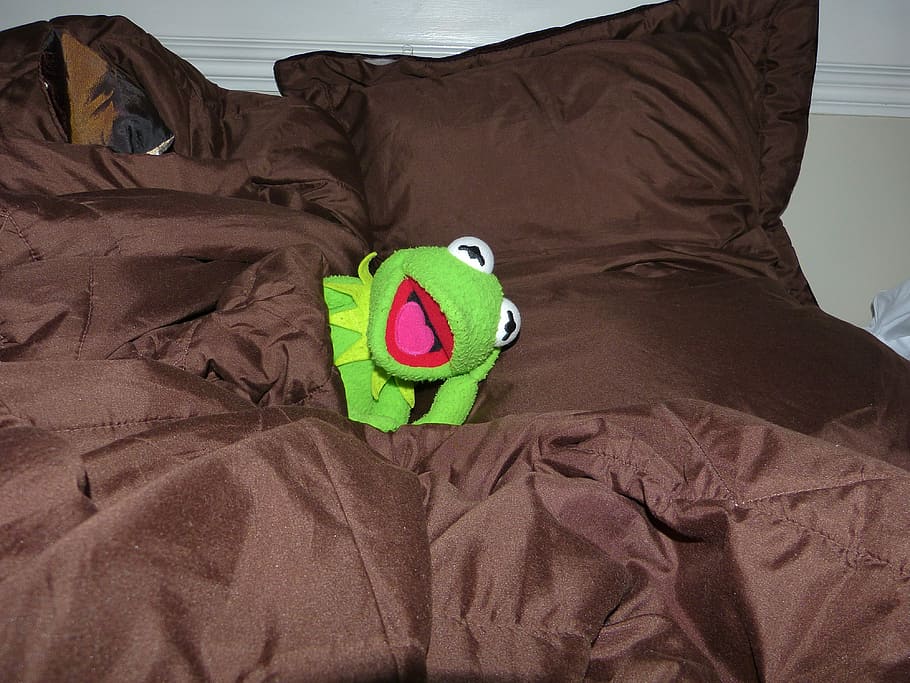 plush, toy, Sleep, Tired, Bed, Kermit, Frog, kermit frog, day, adults only