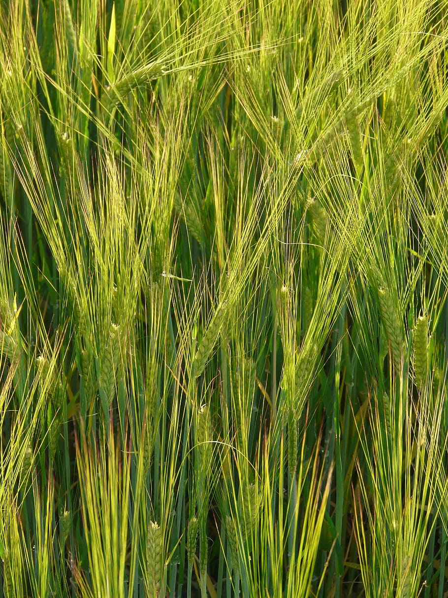 barley field, barley, cereals, grain, cereal, cornfield, field, ear, nourishing barley, agriculture