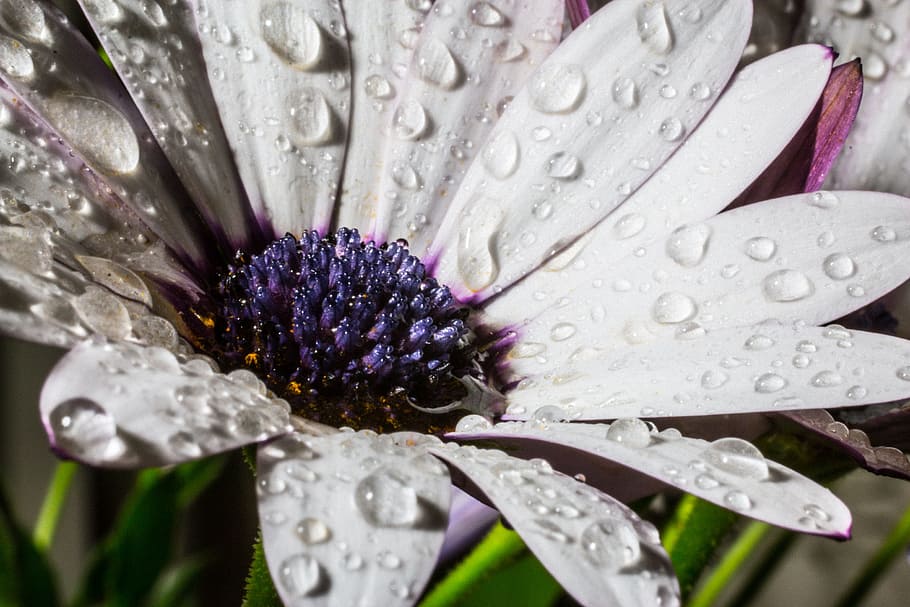 micro, photography, white, daisy flower, water dew, osteospermum ecklonis, cape basket, rain, macro, bornholm marguerite