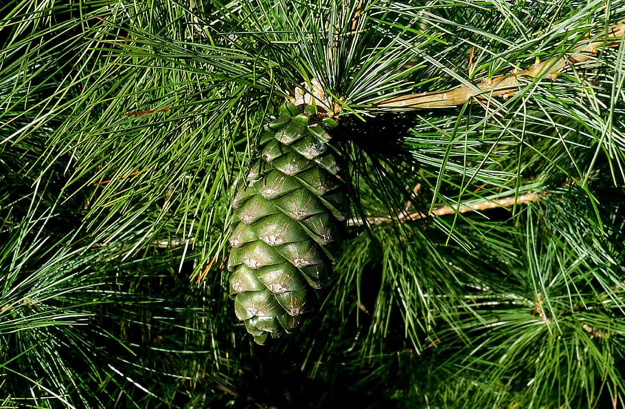 pine, pinus armandii, conifer, cone, summer, plant, green color, growth, nature, beauty in nature
