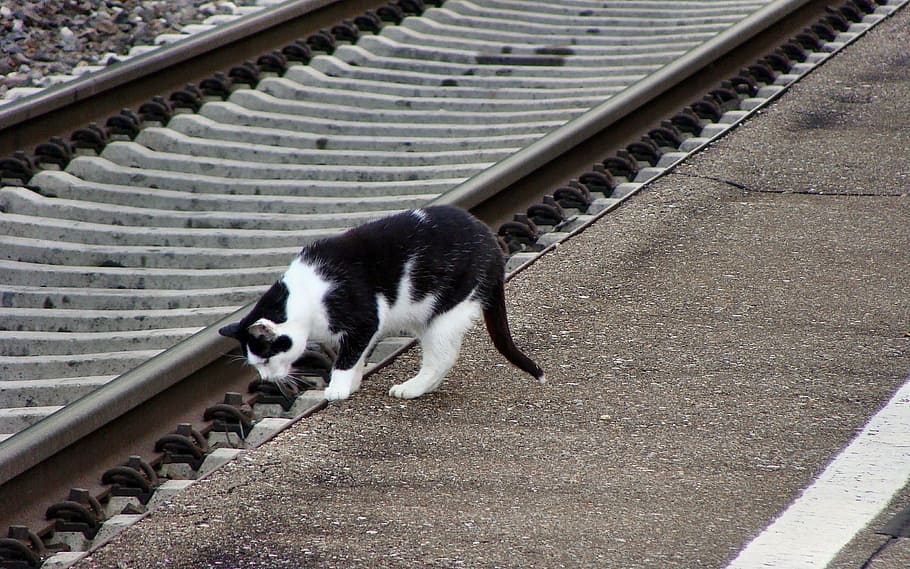 Cat, Adidas, mieze, seemed, hamlet of bergen, brenz railway, kbs 757, railway, train, dog