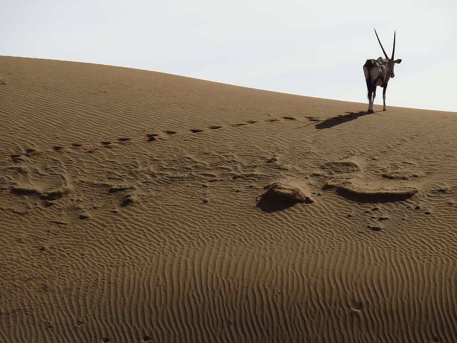 desert, oryx, spit bock, namibia, antelope, africa, sand, namib desert, land, sky