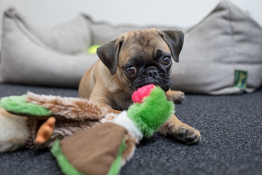 fawn pug puppy, selective, focus photo, dog, pug, face, pet, black, young dog, funny