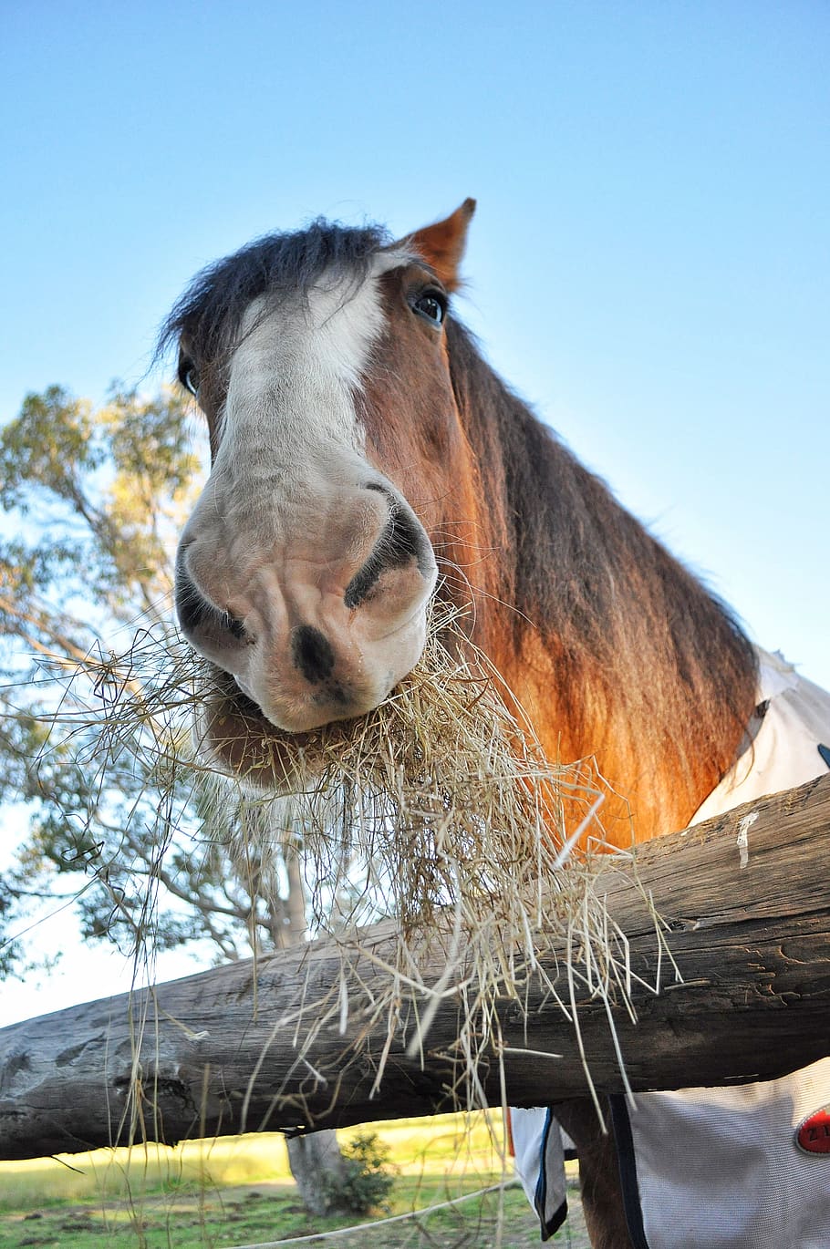 horse, clydesdale, portrait, grazing, fence, equine, mammal, farm, paddock, hay