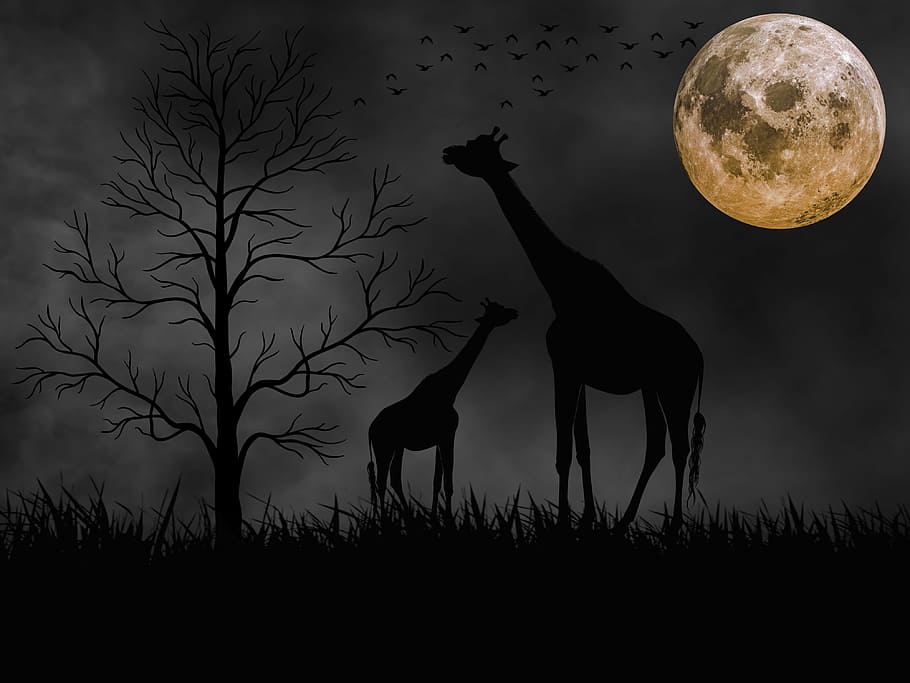 dois, girafas, nu, árvores, ilustração noturna, animais, noite, lua, lua cheia, preto