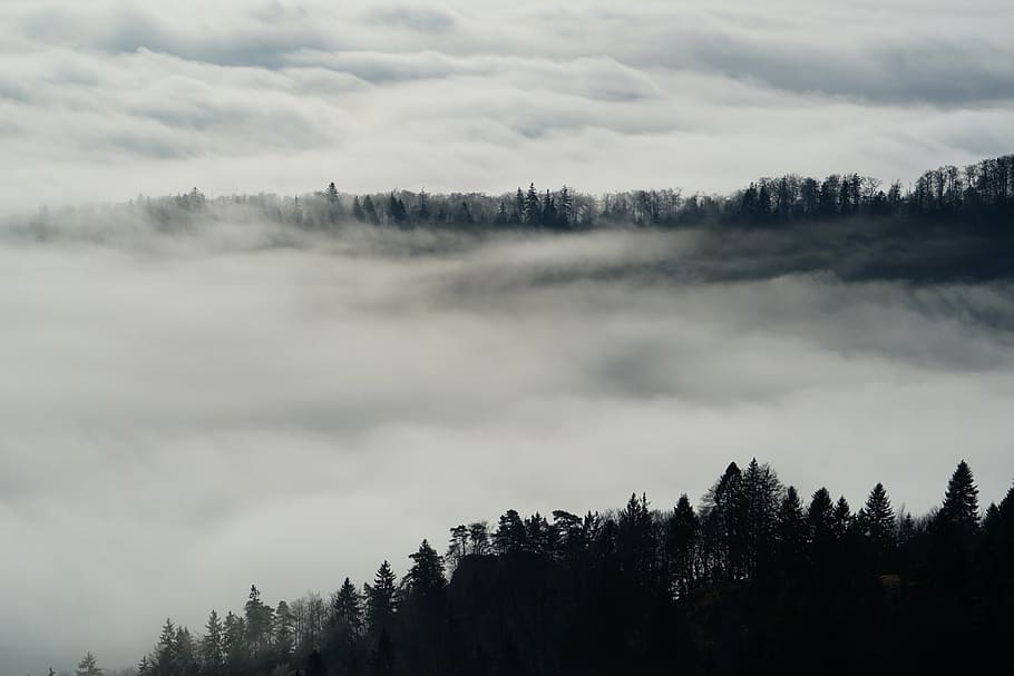 blanco, niebla, durante el día, nebellandschaft, bosque, árboles, belchenflue, jura, jura oriental, jura suiza