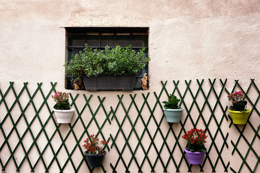 dinding, tanaman, eksterior, jendela, bunga, kotak, perkebunan, dekorasi, pot, gantung