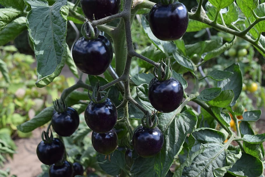 庭 果物 トマト ビタミン ベジタリアン トラス 種子 収穫 菜園 植物 Pxfuel