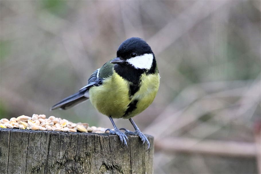 tit, great tit, bird, nature, wildlife, perched, feather, wings, outdoor, dom