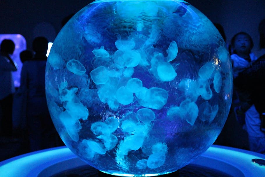 akuarium, ubur-ubur, laut, biru, bola, close-up, malam, di dalam ruangan, lingkaran, diterangi