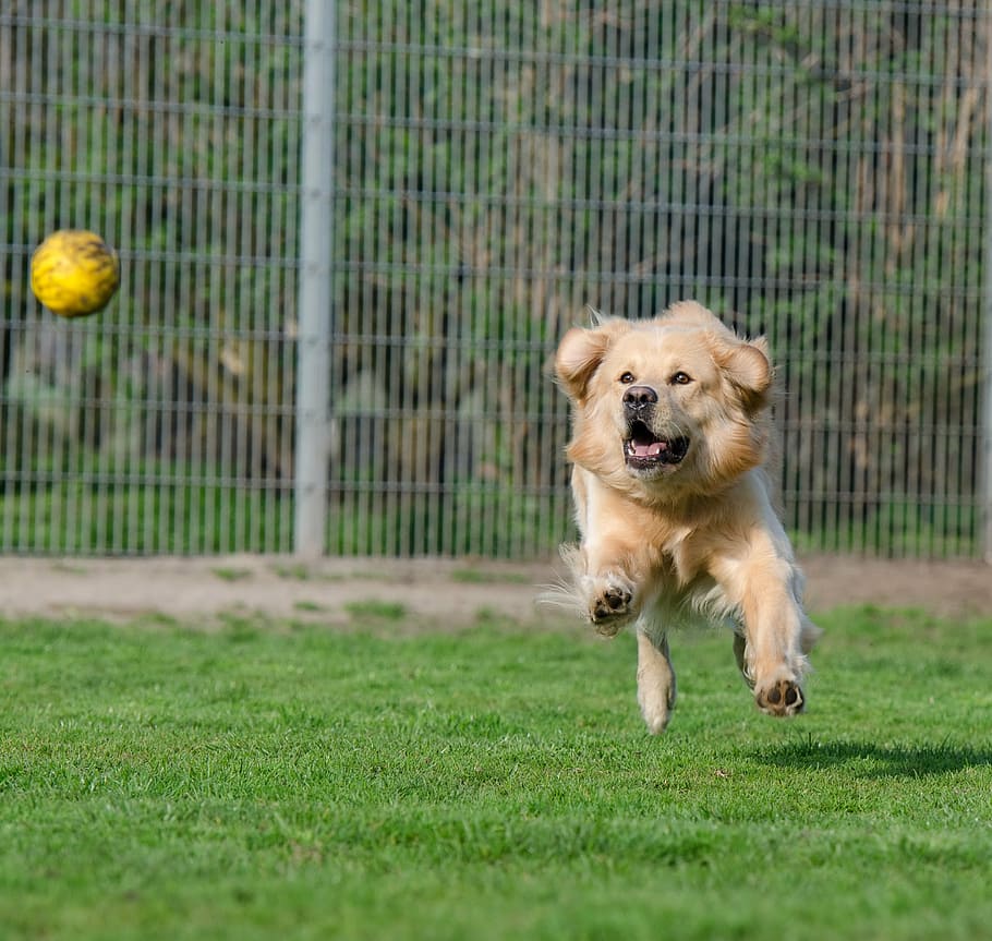 brown, dog, chasing, yellow, ball, grassland, daytime, golden retriever, animal shelter, dog pension