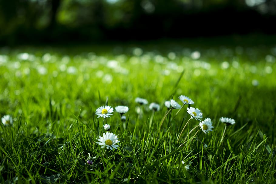 green, grass, grassland, field, lawn, outdoor, landscape, nature, beautiful, flowers