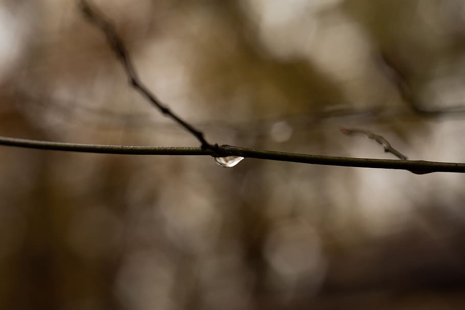 branch, water, drop, bokeh, blur, close-up, wire, focus on foreground, nature, selective focus
