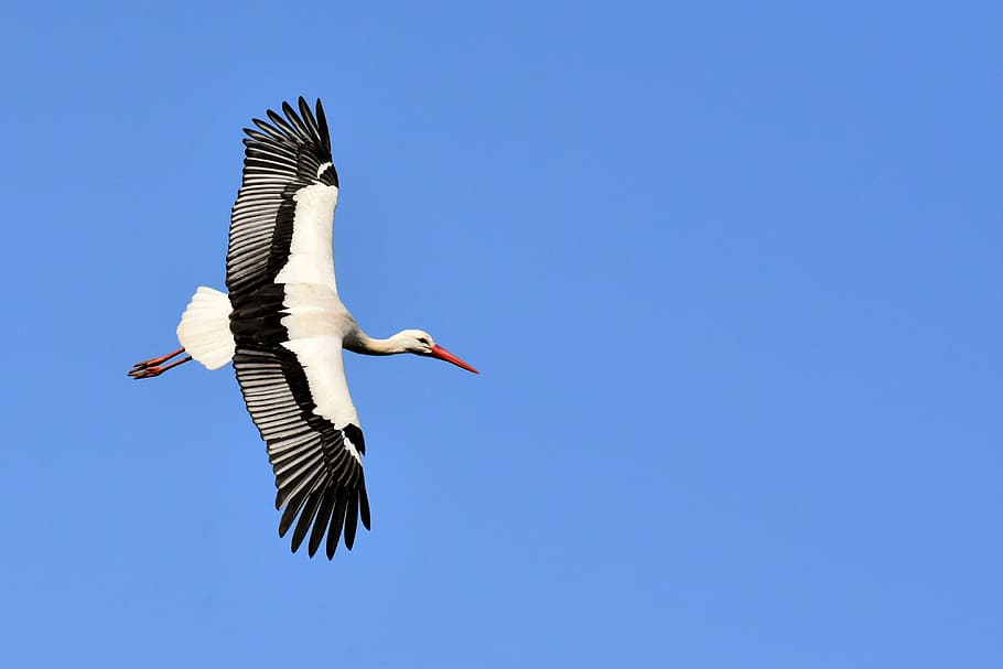 white, black, bird, flying, air, daytime, stork, fly, wing, birds