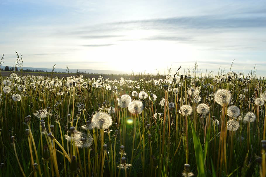 fotografia de paisagem, branco, flores, campo, verde, grama, dia, tempo, ensolarado, luz do sol