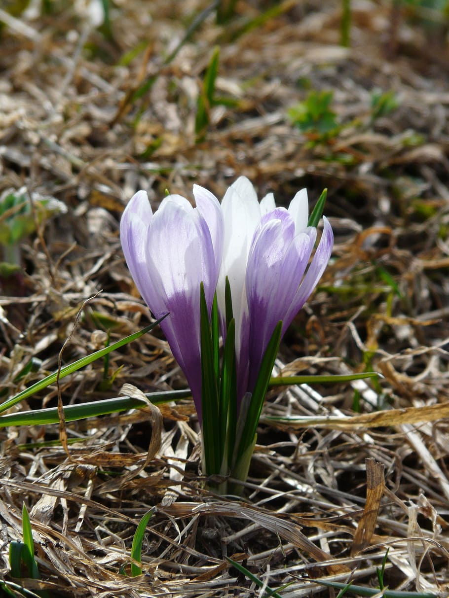 Spring Crocus, Purple, crocus, blue, flowers, blossom, bloom, crocus vernus, spring saffron, alpine crocus