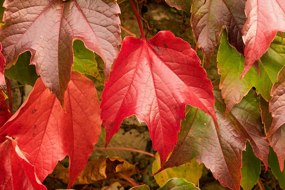 hojas de parra, vino asociado, otoño, hojas, otoño dorado, hojas en otoño, follaje de otoño, amarillo, bosque, hoja