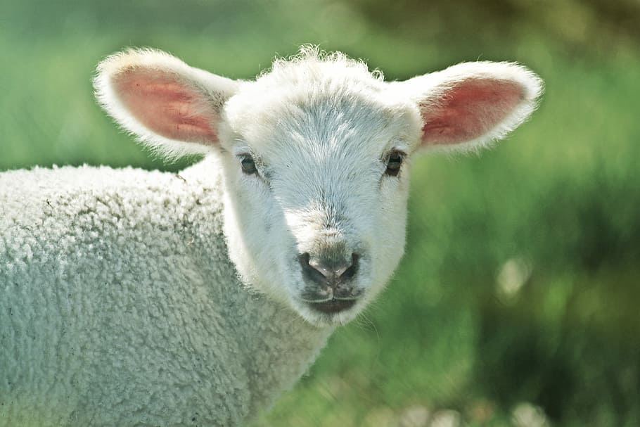 selective, focus photography, sheep, white, lamb, animal, schäfchen, cute, animal world, passover