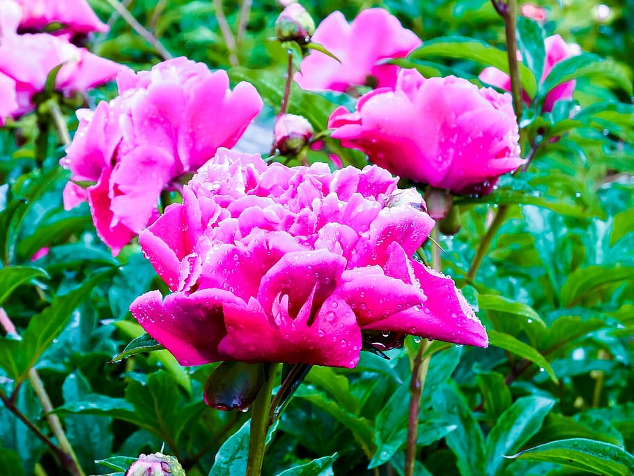 牡丹 ピンク ピンクの牡丹 春の花 花のつぼみ 春 雨 花 多年生 フクシア Pxfuel