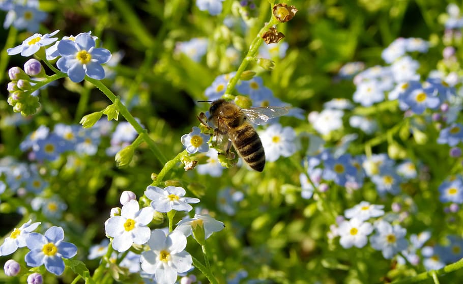 flores, abelha, polinização, polinizar, azul, a delicadeza, tapete floral, flores pequenas, floração, flora