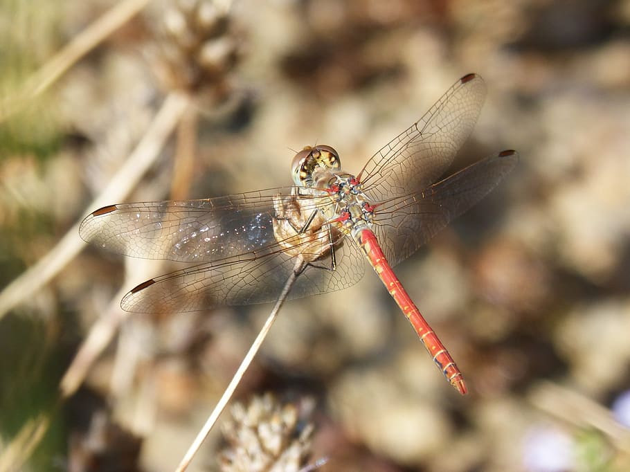 red dragonfly, plant, dragonfly, sympetrum sinaiticum, animal wildlife, invertebrate, animal, insect, animals in the wild, animal themes