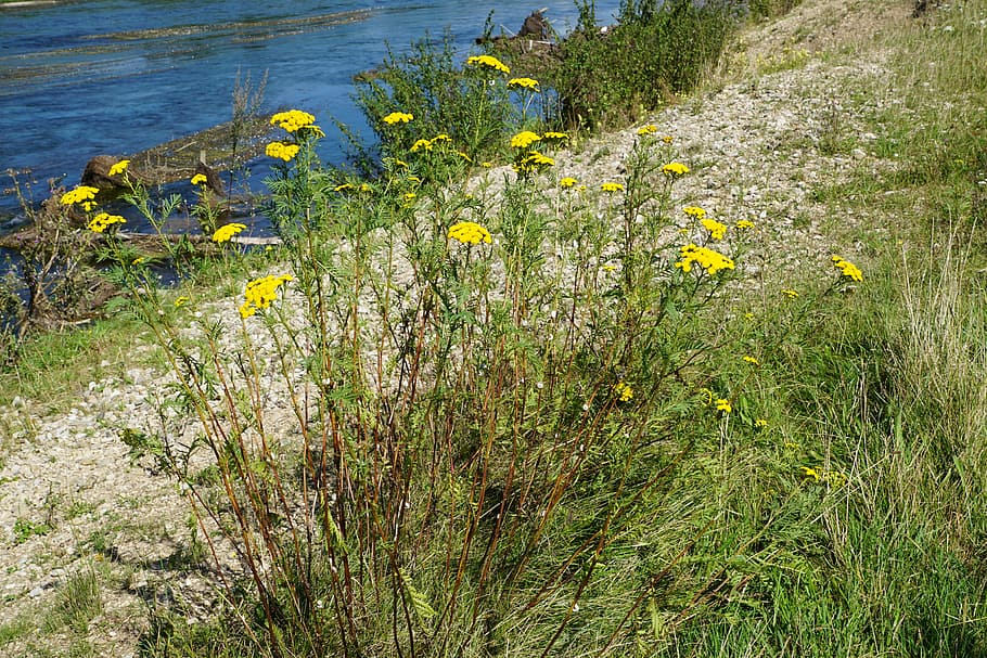 tansy, medicinal plant, healthy, nature, river, danube, plant, flower, flowering plant, growth