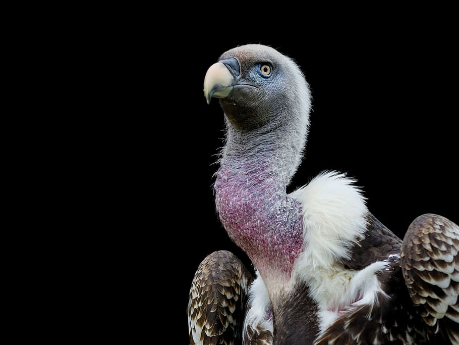 white, black, bird, background, raptor, sperber vulture, head, close, bill, scavengers