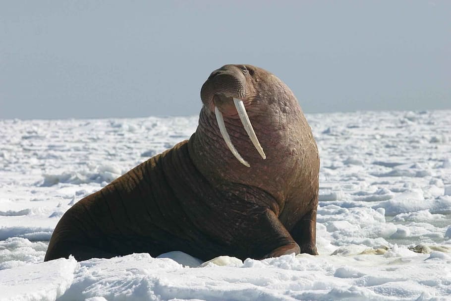 walrus, pacific walrus, portrait, bull, head, face, wildlife, mammal, tusks, whiskers