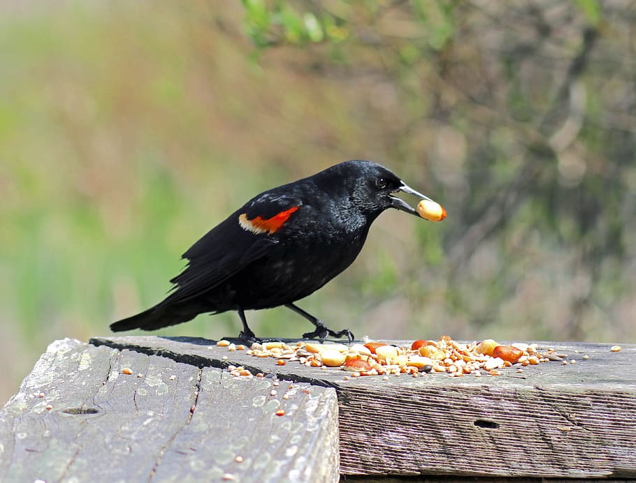 Red Wing, Blackbird, Bird, red wing blackbird, red-winged, perched, avian, male, wild, birding