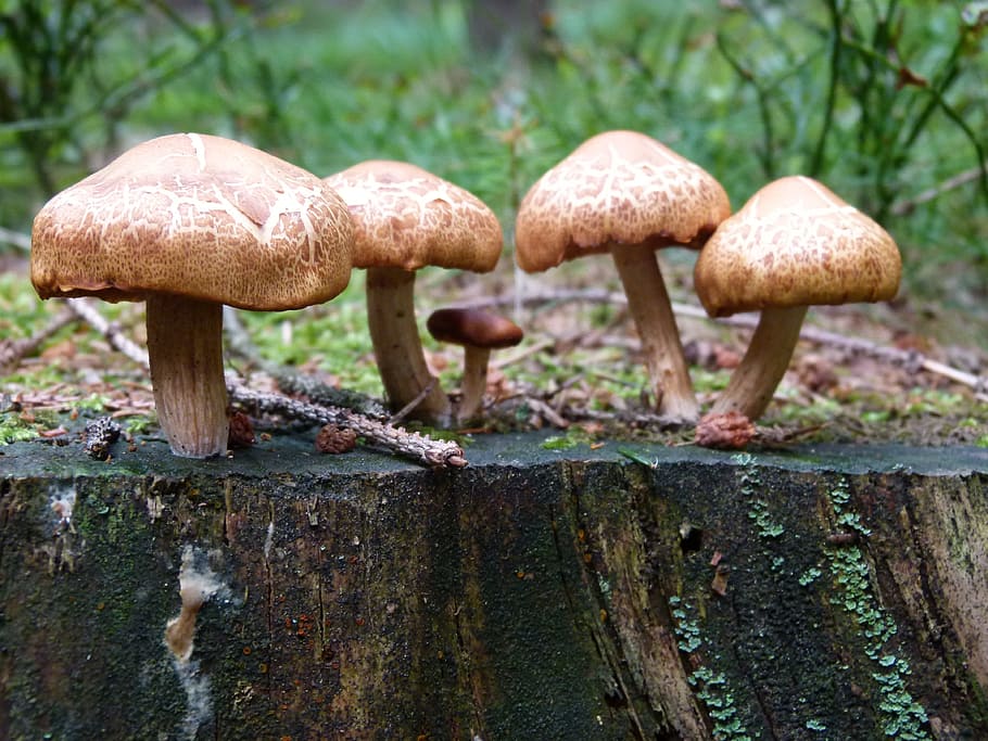 Mushrooms, Forest Floor, Plant, forest, toxic, eat, collect, forest mushroom, nature, log