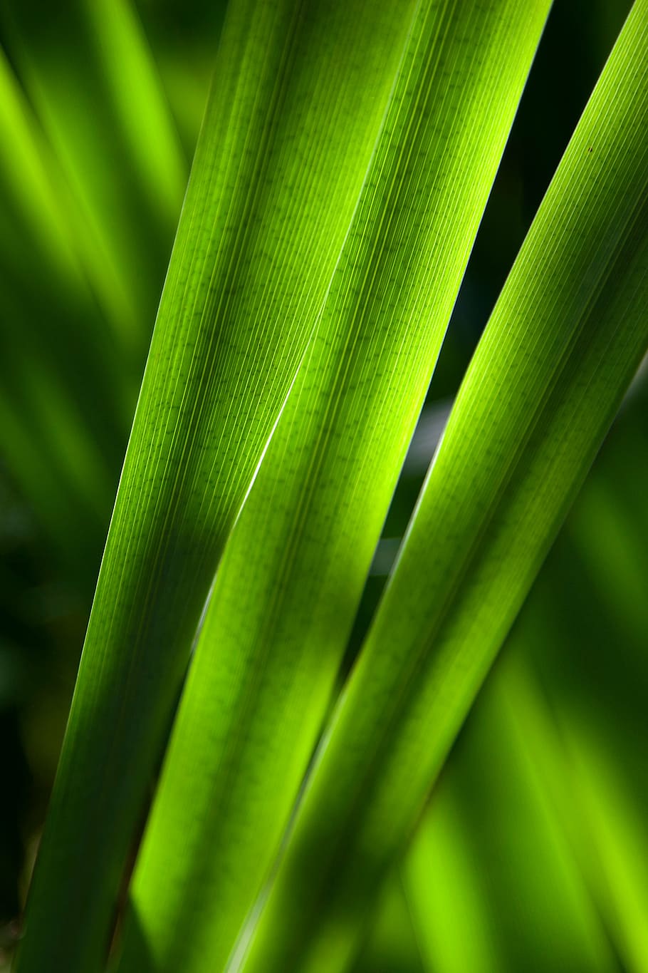green leaf, macro, photofraphy, green, leaf, plant, leaves, forest, woods, green color