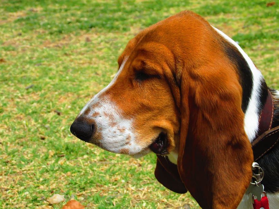 adult tri-color beagle, green, grass, Basset Hound, Hound, Dog, Pet, dog, one animal, domestic animals, pets