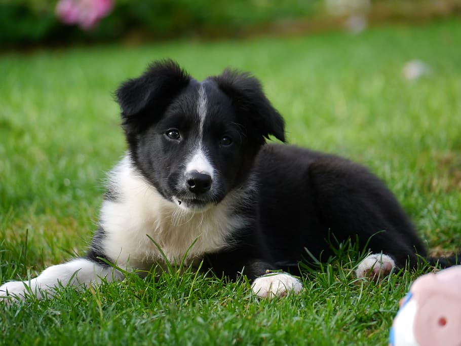 white, black, border collie puppy, border collie, puppy, dog, canine, one animal, domestic, pets
