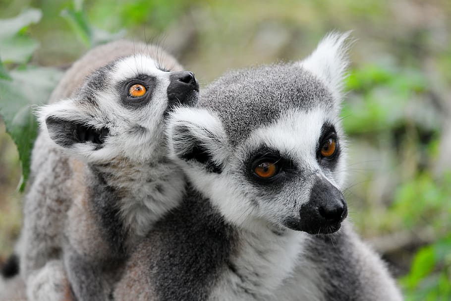 two white-and-gray lemurs, makis, lemur, lemurs monkeys, dam, young, family, madagascar, cute, watch