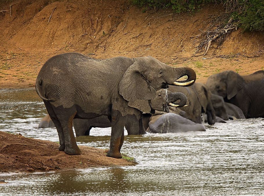 family, elephants, dipping, water, elephant, trunk, river, ivory, africa, powerful