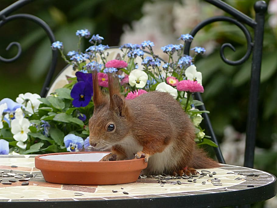 brown, squirrel, table, animal, rodent, sciurus vulgaris major, foraging, garden, flower, one animal