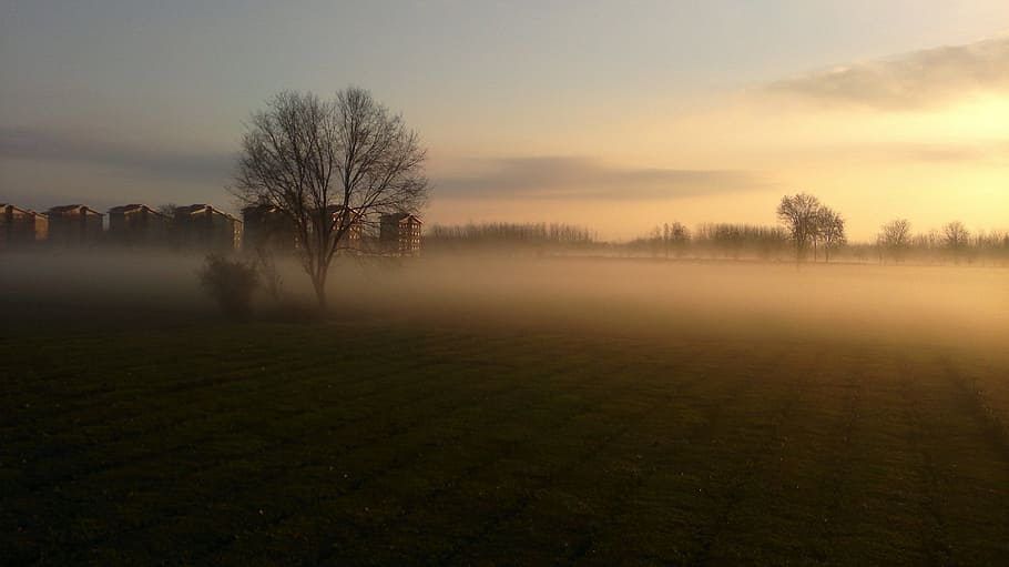 árboles, edificios, niebla, brumoso, paisajes, bosques, leñosas, plantas, brances, flora