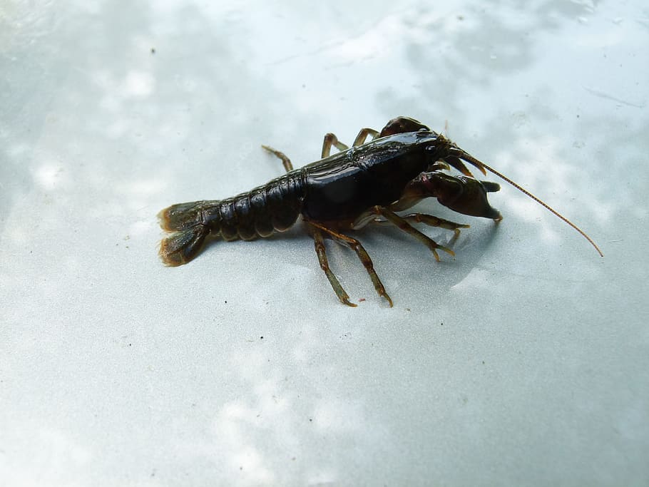cambarus bartonii, crayfish, Cambarus Bartonii, Crayfish, appalachian brook crayfish, crawfish, stream, nature, seafood, animal, lobster