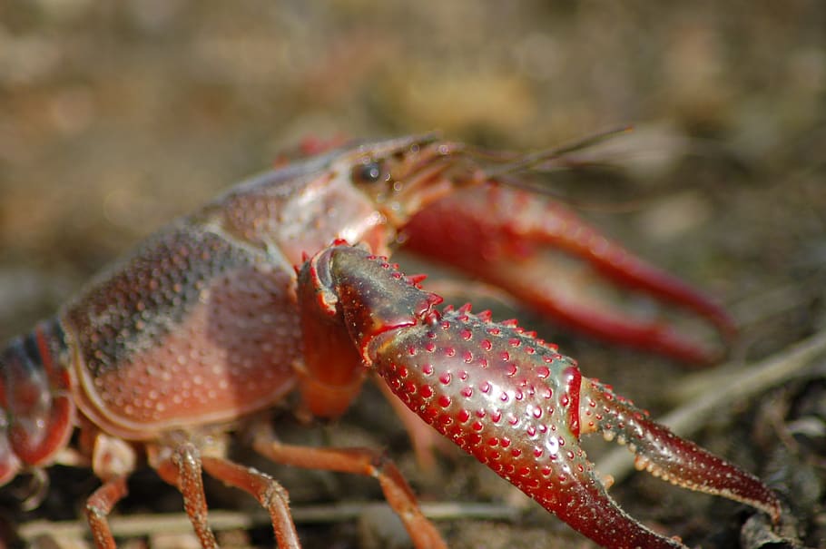 freshwater crayfish, shrimp killer, shrimp of louisiana, procambarus clarkii, chele, animal themes, close-up, one animal, animal, animal wildlife