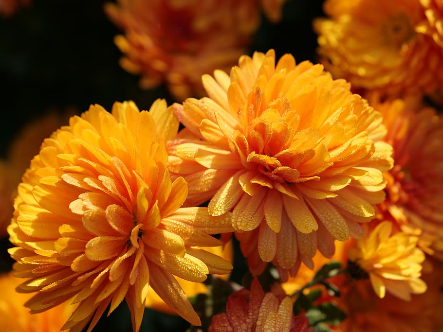 chrysanthemum, blossom, bloom, orange, flower, flowering plant, close-up, petal, fragility, freshness