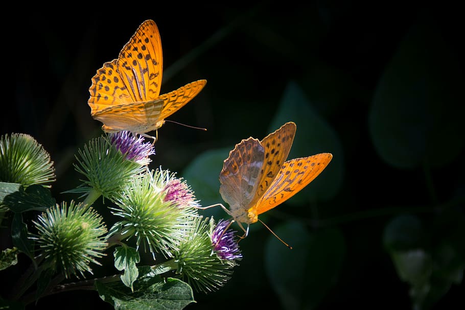 two, gulf fritillary butterfly perching, green, purple, flower, close-up photography, silver-bordered fritillary, butterfly, nature, orange