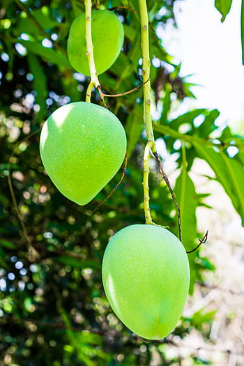 Royalty-free mango photos free download | Pxfuel